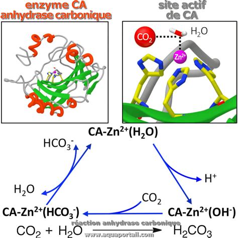 carbonic anhydrase|carbonic anhydrase location.